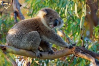 Koala - Phascolarctos cinereus o2902